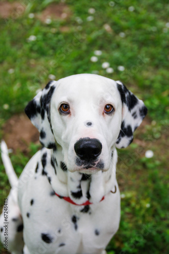 Very beautiful Dalmatian dog photography into the park