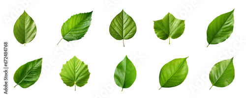 Collection of green leaves isolated on a transparent background