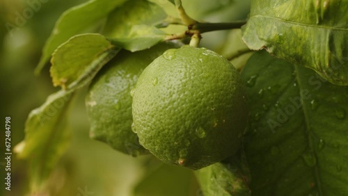 Green lemon fruit growing on a lemon tree branch. Closeup footage of a fresh fruit with raindrops on it. Citrus food concept. photo