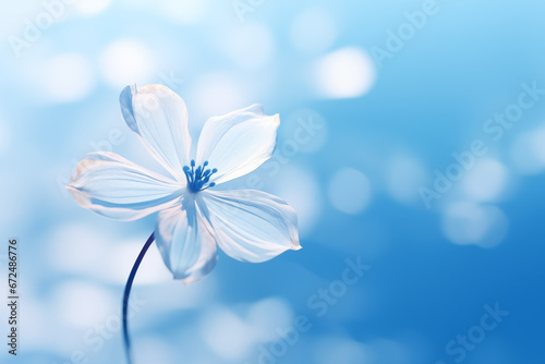 Soft focus of a flower on a blue background in the style of bokeh panorama with copy space © dewaai