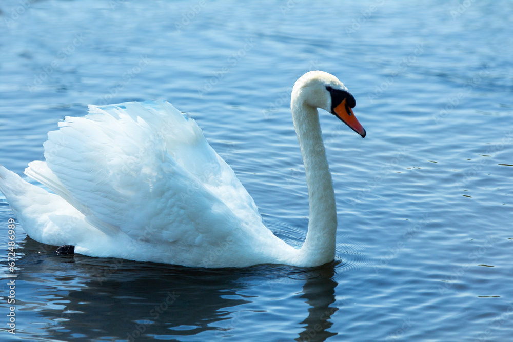 Mute Swan on Lake Mute Swan on Lake
