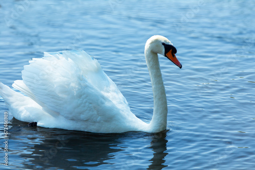 Mute Swan on Lake