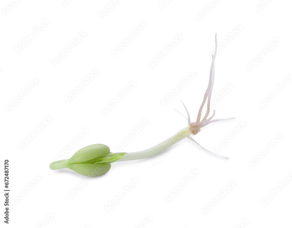 Fototapeta premium One sprouted kidney bean isolated on white