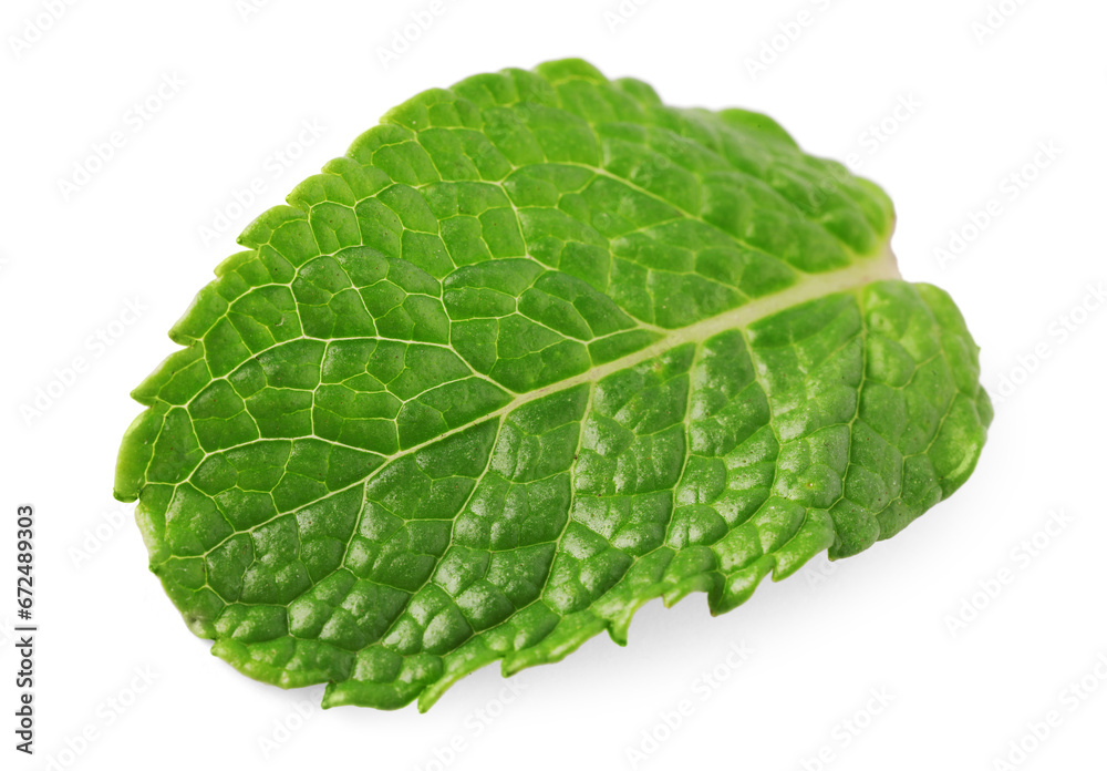 Obraz premium Fresh green mint leaf isolated on white