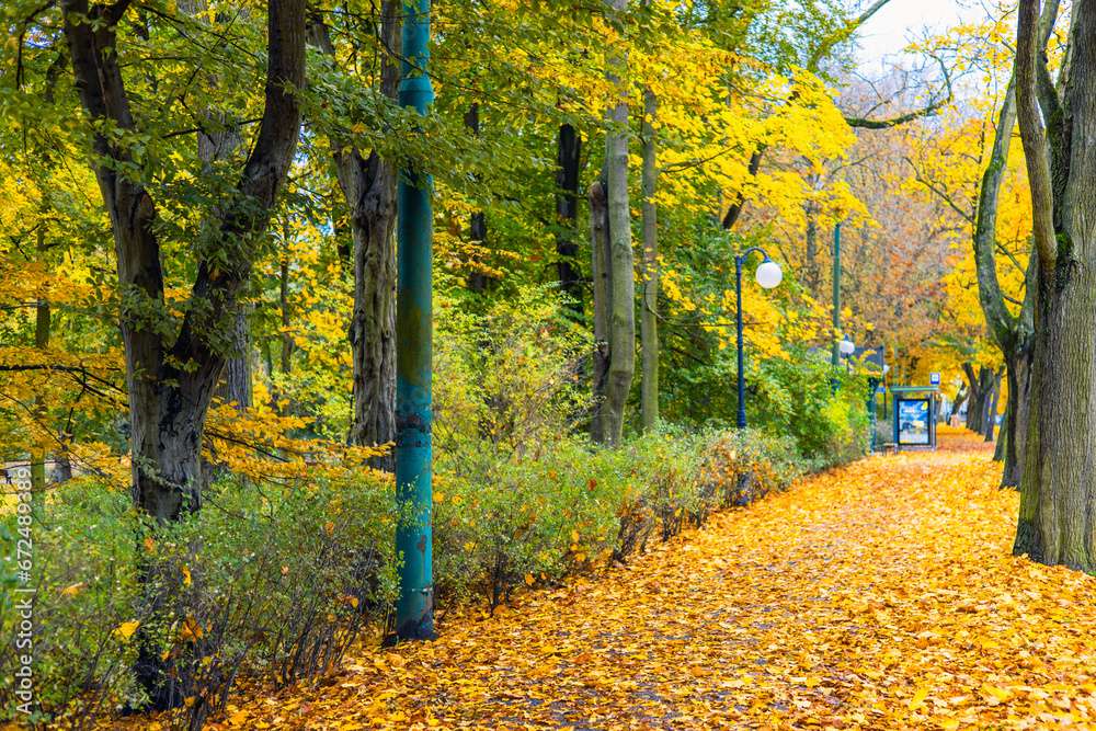 Yellow Leaves On An Autumn Street. Poland, Poznan, Solacz