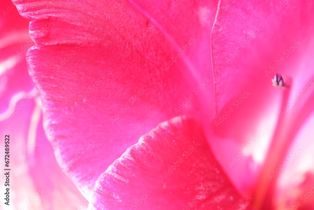 Beautiful pink Gladiolus flower as background, macro view