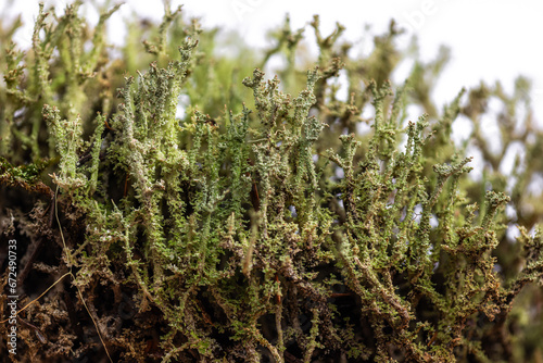 Cup Lichen, Toy Soldiers or Cladonia bellidiflora