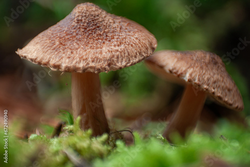 Macro of a small brown wild mushroom