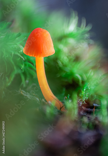 Mycena acicula or orange bonnet mushroom photo