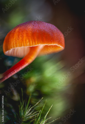 Mycena acicula or orange bonnet mushroom photo