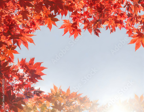 Red maple leaves. Shot from below. Blue sky