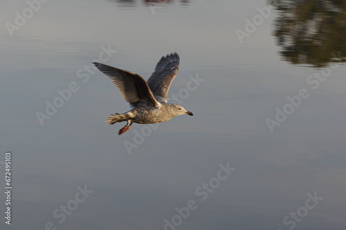 A juvenile gull flying above Trout Lake Vancouver BC Canada © EvangelosG