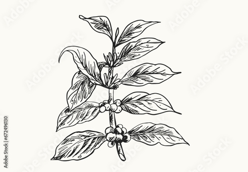 coffee tree of ink drawing sketch for poster, fabric, cover, label packaging, name card, post card, brochure. Coffee pattern
