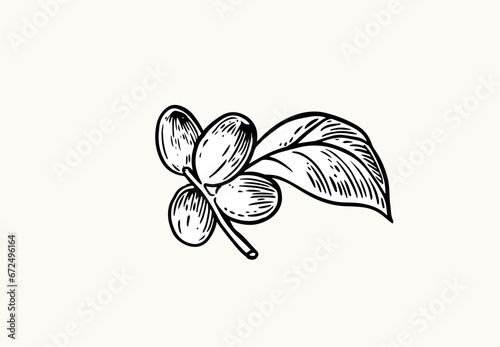 coffee tree of ink drawing sketch for poster, fabric, cover, label packaging, name card, post card, brochure. Coffee pattern