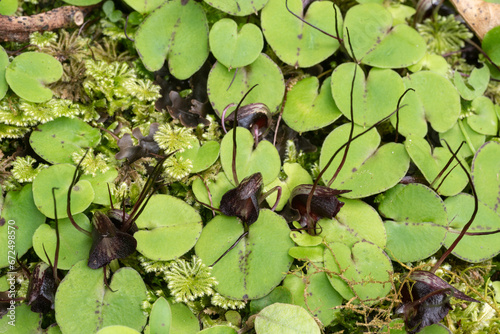 Silver back spider orchids (Corybas macranthus) flowering on the forest floor in New Zealand. These single leafed orchids are tiny as is obvious with the comparison to the moss also present.