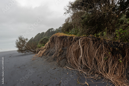 Masses of tree roots exposed by coastal erosion at Awakino Beach, Waikato Region, New Zealand.
