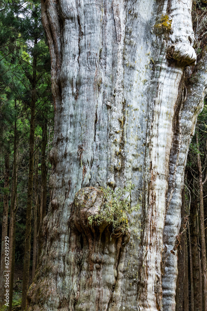 Obraz premium Alishan national park with big giant tree in ancient at Taiwan