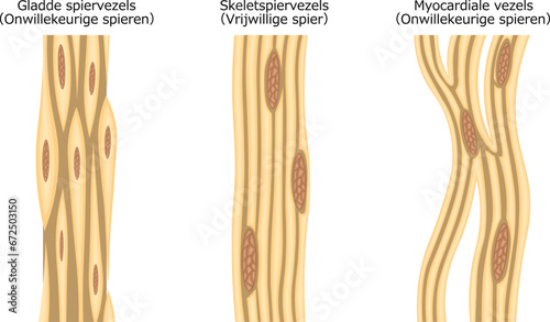 筋肉線維　構造　イラスト
