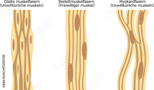 筋肉線維　構造　イラスト