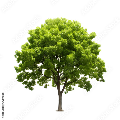 Green Trees Isolated on PNGs transparent background , Use for visualization in architectural design or garden decorate	
