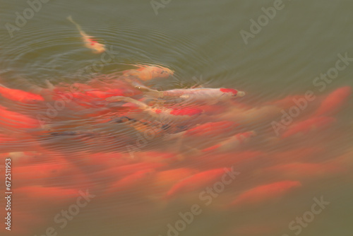 Close-up of koi and goldfish coming to the water's surface foraging for food in a serene backyard pond, animal closeup 