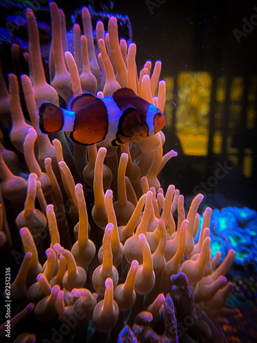 fish in anemone © Guilherme