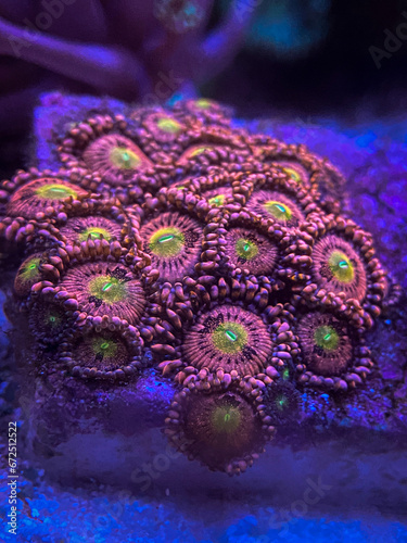image of a zoanthids garden