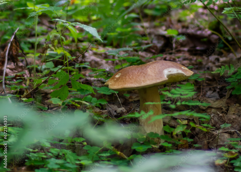 The white mushroom grew up in the forest. A representative of the genus boletus of the Bolete family of the class agaricomycetes. Edible mushrooms. The white mushroom grew up in the forest. A representative of the genus boletus of the Bolete family of the class agaricomycetes. Edible mushrooms.