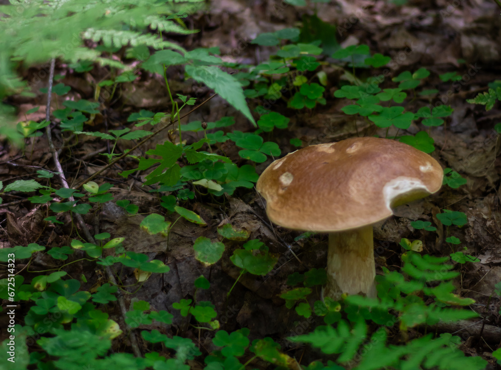 The white mushroom grew up in the forest. A representative of the genus boletus of the Bolete family of the class agaricomycetes. Edible mushrooms. The white mushroom grew up in the forest. A representative of the genus boletus of the Bolete family of the class agaricomycetes. Edible mushrooms.