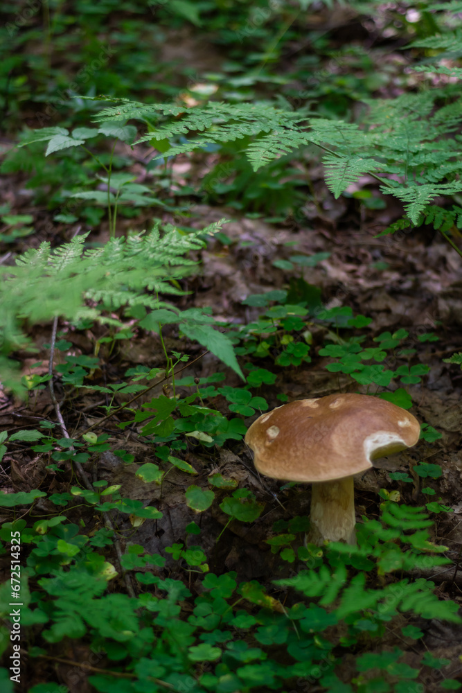 The white mushroom grew up in the forest. A representative of the genus boletus of the Bolete family of the class agaricomycetes. Edible mushrooms. The white mushroom grew up in the forest. A representative of the genus boletus of the Bolete family of the class agaricomycetes. Edible mushrooms.