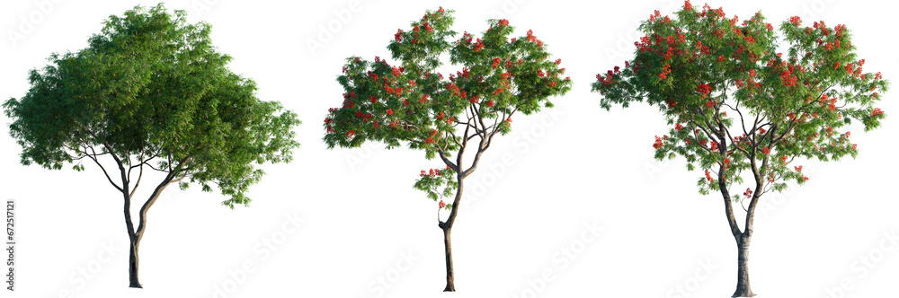 Dolonix regia Dolonix regia