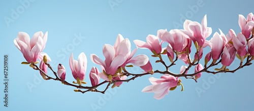Magnolia flowering