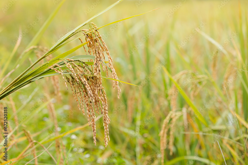 rice panicles with the grains turning yellow, ready for harvest. Rice ...