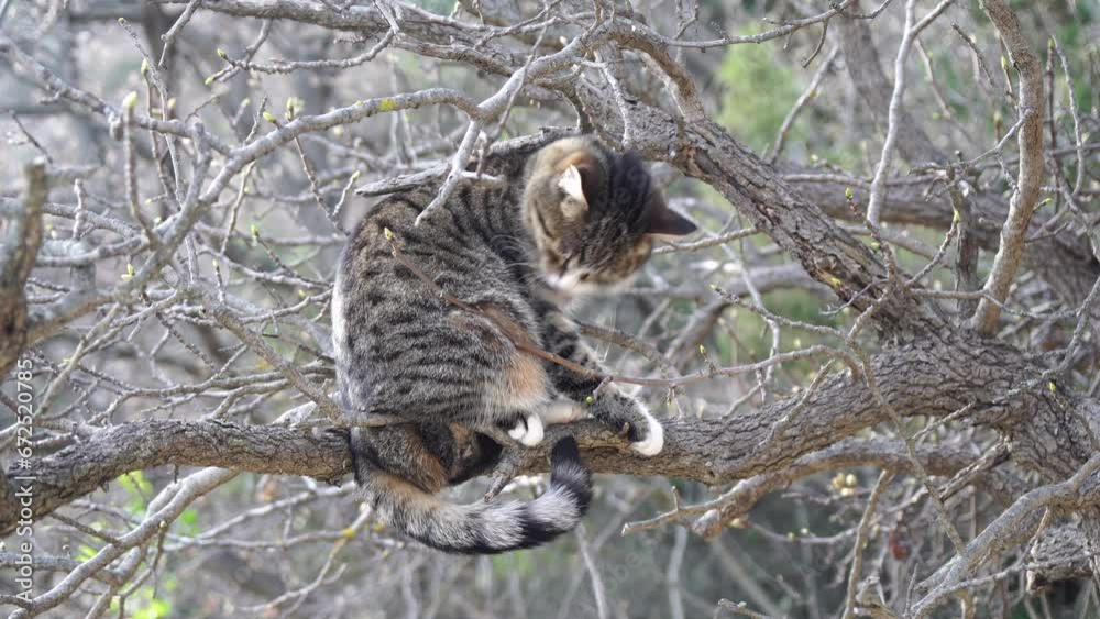 Gray striped cat resting on the tree, basking in the sun, waking up, and yawning. Pet relaxation. Gray striped cat resting on the tree, basking in the sun, waking up, and yawning. Pet relaxation.