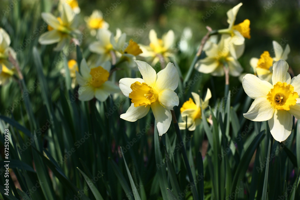 A large number of narcissuses look brightly and contrastly in beams of the morning sun. A large number of narcissuses look brightly and contrastly in beams of the morning sun.