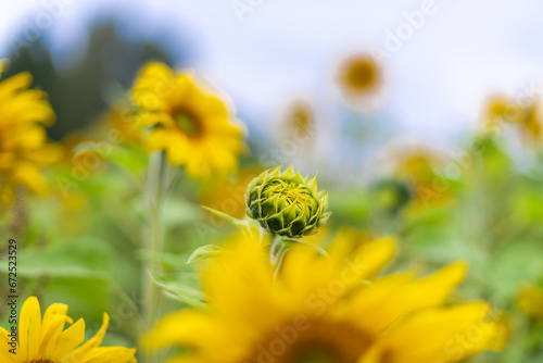yellow flower, sunflowers