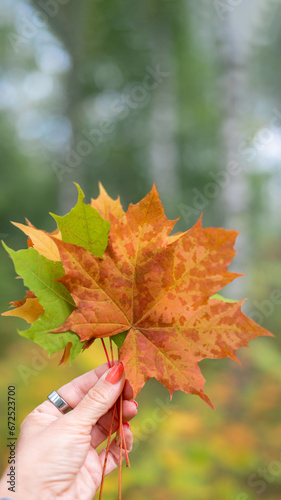 Colorful autumn leaves