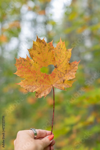 Colorful autumn leaves