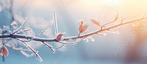 Vintage tones highlight the branch covered in hoarfrost on a cold winter morning against the backdrop of snow under the sunrise