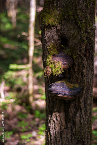 Chaga (birch mushroom)— a species of fungi of the genus Inonotus of the Basidiomycetes department.