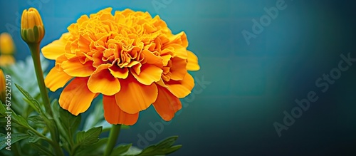 The innate attractiveness of the marigold blossom photo