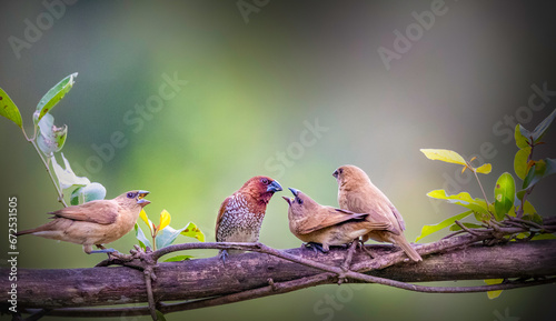 Scaly Breasted Munia with chicks photo