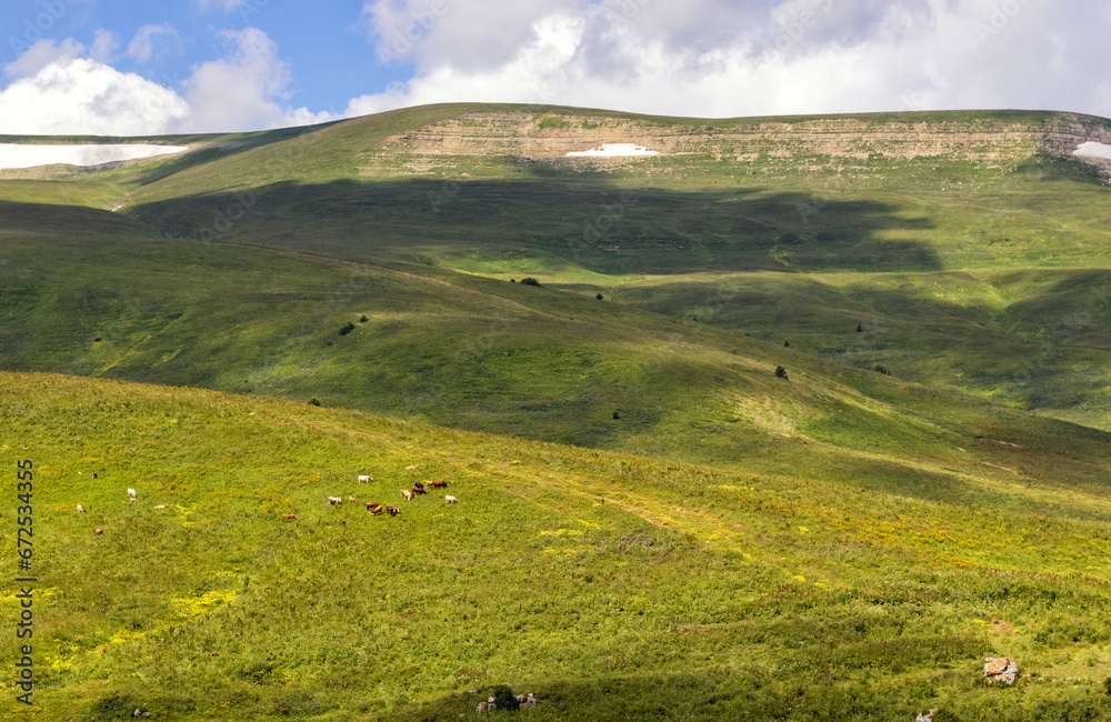 A herd of domestic cows on alpine meadows at the beginning of the summer period A herd of domestic cows on alpine meadows at the beginning of the summer period