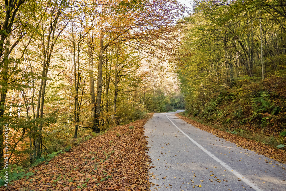 road in the autumn forest road in the autumn forest