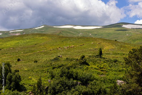 A herd of domestic cows on alpine meadows at the beginning of the summer period