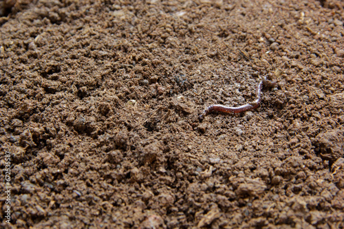 Earthworm's Segmented Body Glistens in Fresh, Wet Earth tropical © Tri Visuals