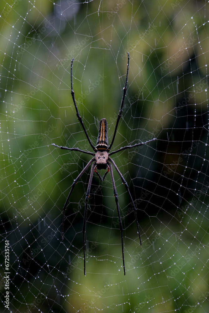 spider on the web