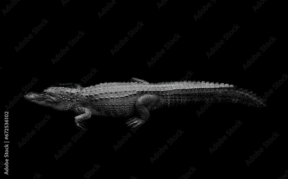 Alligator Sunning Just Above the water line, in Black and White - obrazy, fototapety, plakaty 