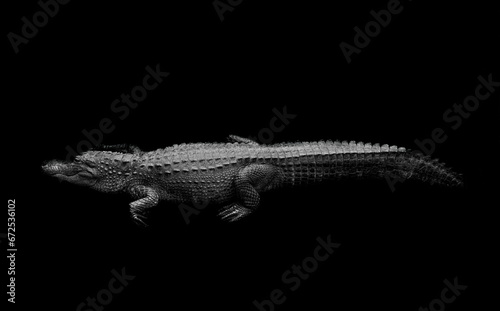 Alligator Sunning Just Above the water line, in Black and White