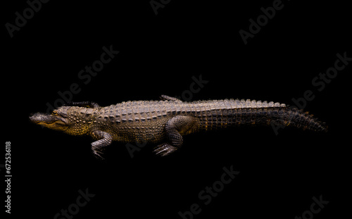 Alligator Sunning Just Above the water line  in Color